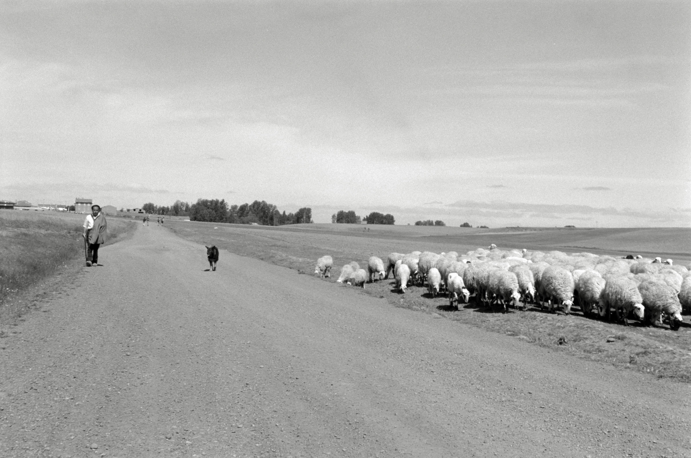 AHP F1995 05 009 sc240826 img17 NLP